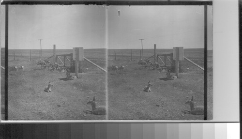 Young antelopes in corral. Canada