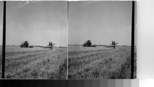 Harvesting Rice With Combines near Beaumont Tex