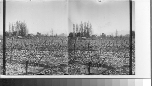 South America? Mendoza, Argentina Vineyards