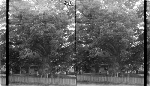 Wye Oak Tree 375 yrs. old, spread 375 feet. Diameter [of trunk] one foot from ground, 18 ft - 3 inches. Queen Anne's Co., near Wye Mills, Maryland