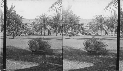 A Honolulu Peacock in Kapiolani Park. Hawaiian Islands