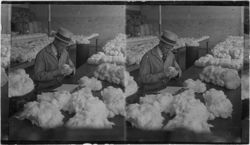 Examining Cotton for staple, Pacific Mills, Lawrence, Mass