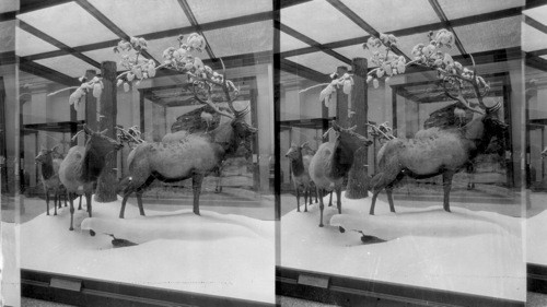 Wapiti or Elk. National Museum, Wash., D.C. [Smithsonian Institute, National Museum of Natural History]