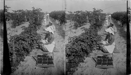 Picking blackberries on a New Jersey farm