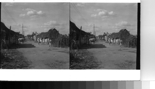 Cuba - Province of Camaguey - Camaguey: A bohio village on the edge of the busy city of Camaguey which is not only the capitol of the Province of the same name, but chief rail center of Cuba, and headquarters of the sugar and cattle industry which flourishes in the rich lands of the province. Bohios are houses built with sidings of palm bark siding and tall pitched roofs of palm fronds, a construction which protects against the tropical heat of the land. This village is occupied by some of the unskilled laborers of Camaguey and as is quite unusual nowadays even in the country districts, some of these houses only have bohio roofs with sidewalls of either stucco or wood. The workers and their families who live here enjoy many modern conveniences such as electricity, radios, etc., but they still have to draw their water from a communal fountain