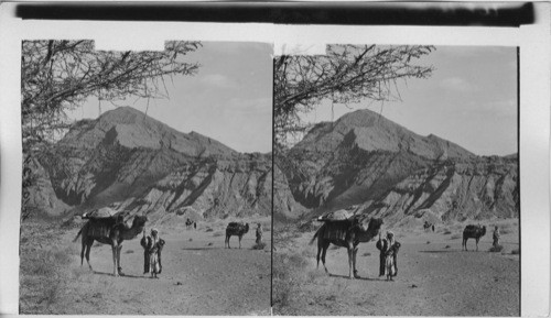 Bedouins with camels traversing wilderness between Elin and Sinai, Egypt