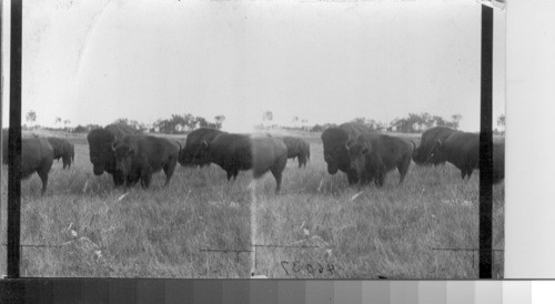 Comparison of size of buffalo cow and buffalo bull, Wainwright Farm, Alta. Canada