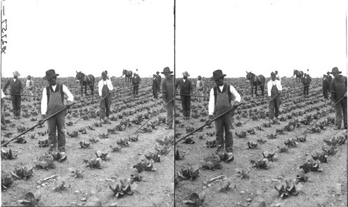 Cultivating cabbage on an Alabama farm