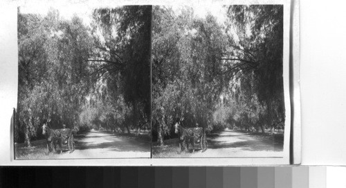 California. An Avenue Shaded with Pepper Trees