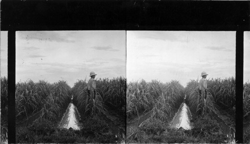 Young Sugar Cane, showing how fields are flooded, La