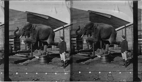 Hagenbeck's trained elephant. Atlanta Exposition, Georgia