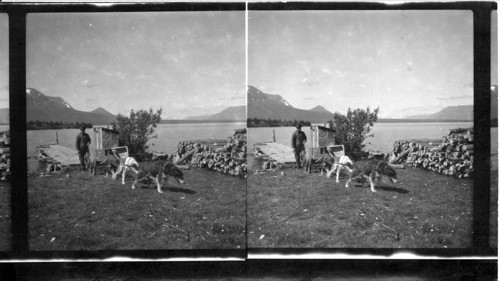 Dog Team Hauling Water - Atlin B.C