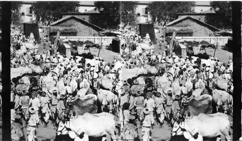 The Cattle Bazzar, Ahmedabad, India