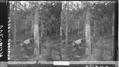 Tapping A Rubber Tree, Island of Basilan, P.I