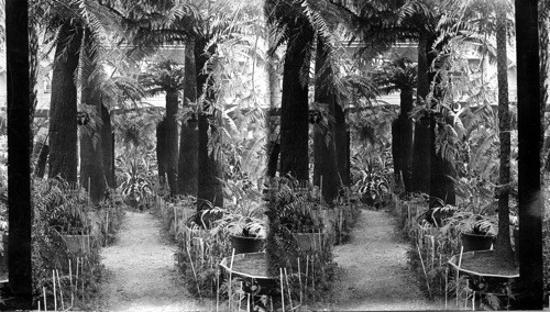 Avenue of Ferns, Horticultural Hall, Columbian Exposition