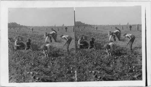 Digging and Picking Up Potatoes, N.Y