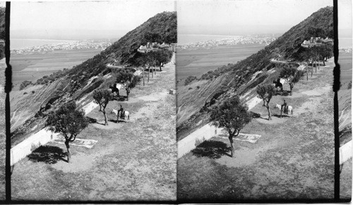 Haifa and Bay of Akka from Mt. Carmel. Palestine