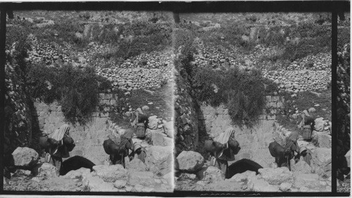 The Fountain of the Virgin Jerusalem Palestine