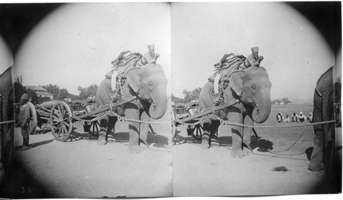 Military Elephants, India