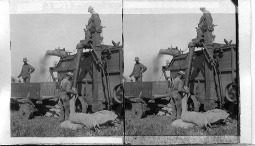 Sacking wheat by the side of a great modern thresher, Manitoba, Canada