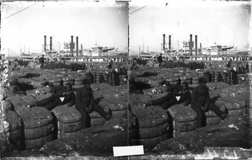 Cotton on the Levee, New Orleans, La