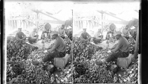 On the Deck of an Oyster Boat; emptying dredges and shoveling oysters into heaps, Maryland