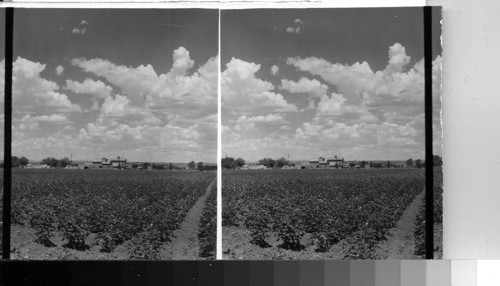 Cotton field in Blossom near El Paso, Tex