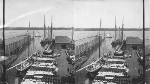 Fishing Schooners in Halifax Harbor. Cod fish laid out on barrels on pier to dry