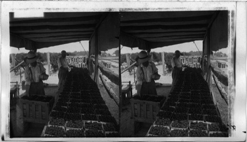 Crating baskets of blackberries for market. New Jersey