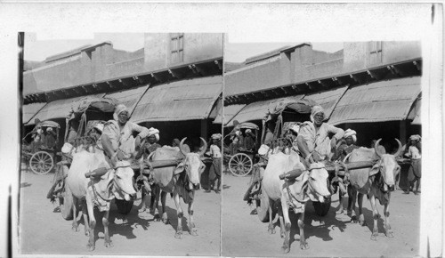 Jehu in India - a Typical Old Bullock-driver at Agra With Clumsy Wooden Wheeled Cart (N.W.) India