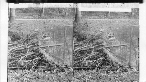 Beaver Dam, 40 feet long, built by beavers in beaver pond. Bronx Park. N.Y.C