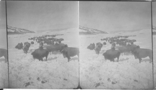 Buffaloes wallowing midwinter snows - Yellowstone National Park, Wyoming