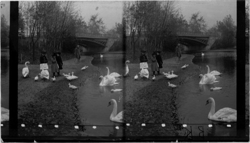 Feeding the Swans, Lincoln Park, Chicago