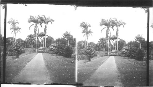 Palms in a Public Garden. West Indies