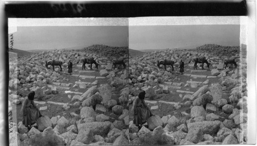 Summit of Mt. Neba, Palestine