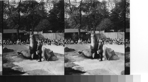 Young walruses, Berlin zoo