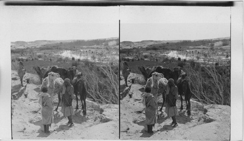 Oasis of Elim, where the Israelites found water, halt of a caravan to Sinai. Egypt