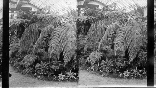 Mammoth Fern, Columbian Exposition