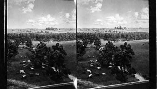 California Exhibit, Century of Progress, 1933. [Aerial painting of California Hills with groves of trees and agriculture.]