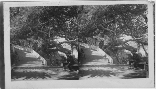 Shaded Pathway in garden Marengo, Algiers, Algeria