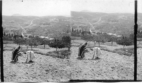 Over Nazareth to Mt. Tabor S.E. Palestine