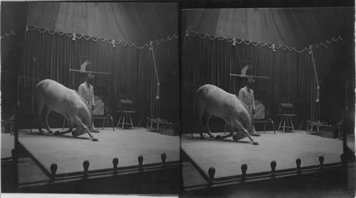 A Pony Performing, Hagenbeck's Trained Animals, St. Louis Exposition, St. Louis, Mo