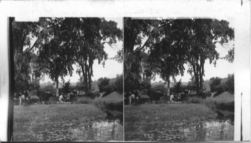 Cows along a lily pond - Ontario, Canada