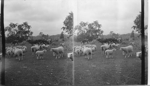 Sheep raising on an Ontario farm, Canada