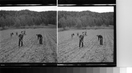 Southern Sweden - Farming. Also states that this can be used for Norway as it is close to the border