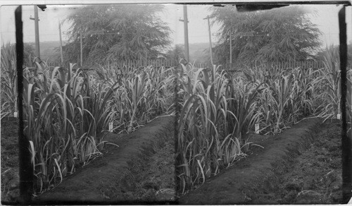 Sugar Cane at the Experimental Station, Honolulu