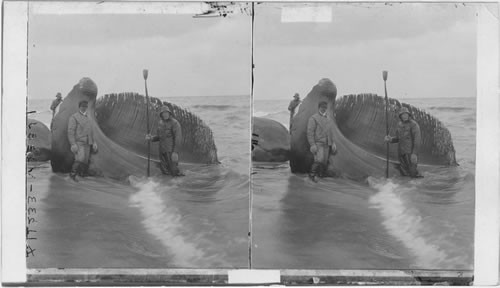 Head of whale showing great mass of whale bone. Long Island Beach. N.Y