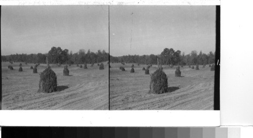 South of Richmond--Drying harvested peanuts in a Virginia field