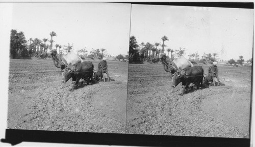 Disk Plowing with Camel and Buffalo, Egypt