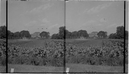 Flower Garden and Conservatory, Lincoln Park, Chicago, Ill